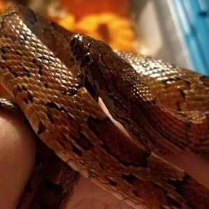 Meet your Posher, Camille